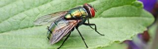 Fliege sitzt auf Blatt