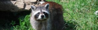 Waschbär