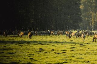 Wildpferde in Dülmen