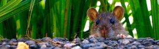 Ratte