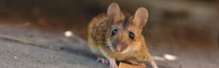 Maus