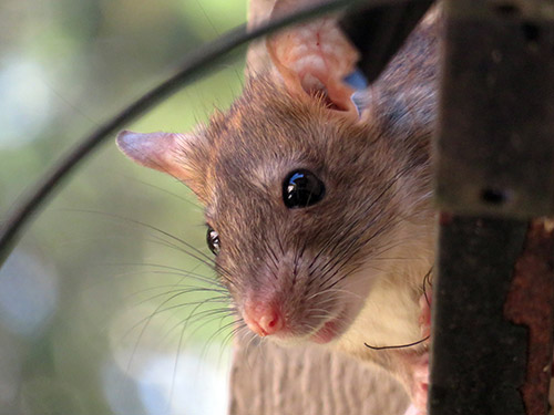 Vorbeugung und Bekämpfung von Ratten & Mäusen